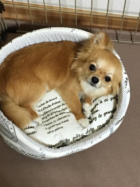 犬ヤバイっす