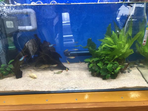 コリドラス 水槽
