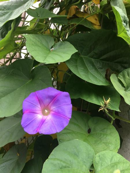 グリーンフィンガー