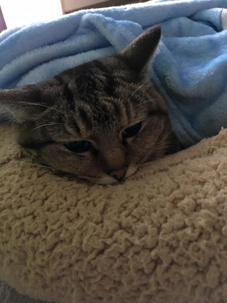 僕も心配したニャ