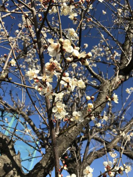 3月【弥生(やよい)】