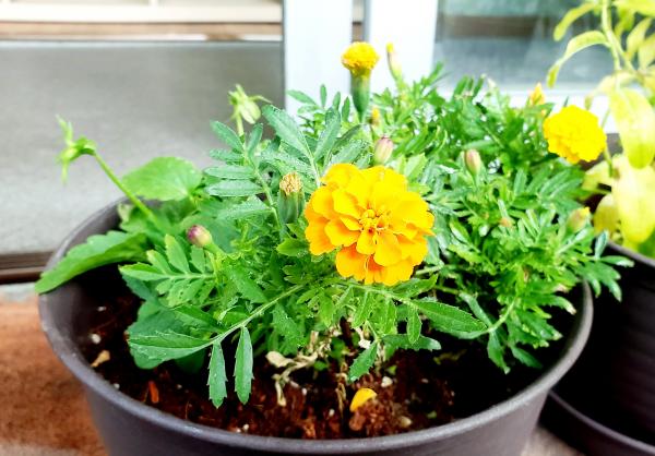 【新しい芽吹き✨】