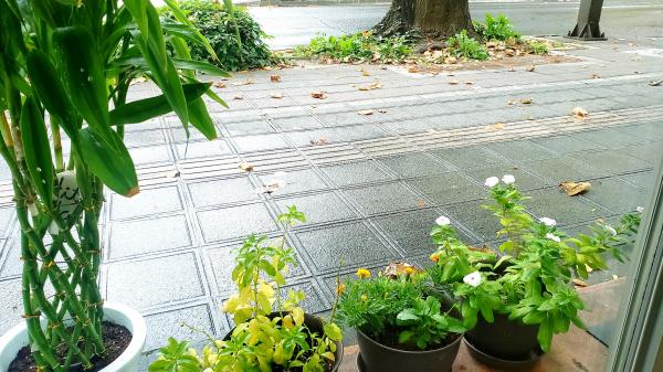 【小雨の朝