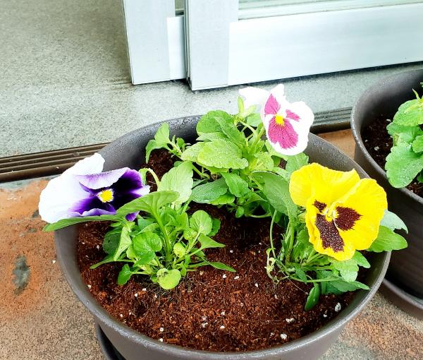 【新しいお花