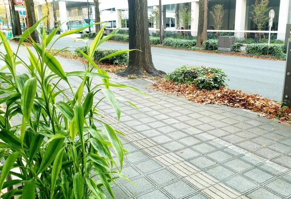【落ち葉掃除】