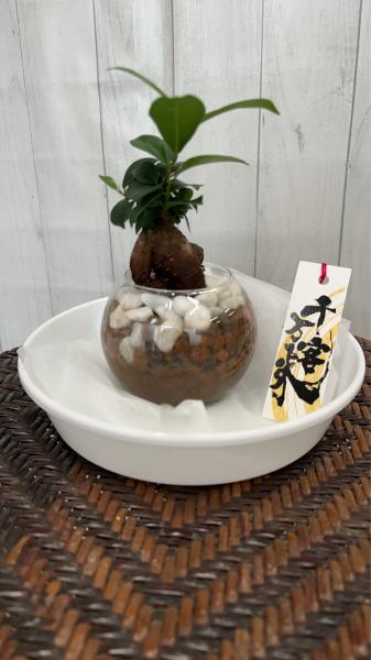 IR仲間のお姉さんからのガジュマル